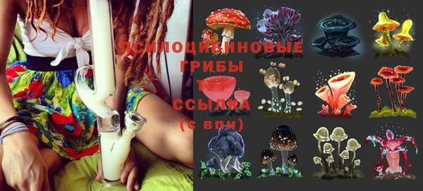 шишки Абаза