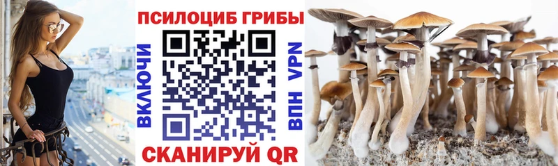 Галлюциногенные грибы Psilocybe  Куртамыш 